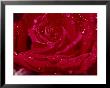 Close Up Of A Rose by James L. Stanfield Limited Edition Print