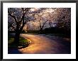 Sunset And Cherry Trees In Bloom by Peter Krogh Limited Edition Pricing Art Print