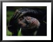 Close-Up Of A Chimpanzee Holding Its Forehead by Michael Nichols Limited Edition Print