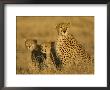 A Cheetah Mother And Her Two Cubs Sitting In Grass (Acinonyx Jubatus) by Roy Toft Limited Edition Print