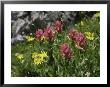 Wildflowers In Colorado by Michael Brown Limited Edition Pricing Art Print