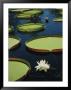 Large Lily Pads And Flowers Float In Calm Water by David Evans Limited Edition Print