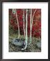 Fall Color In The Wasatch Mountains Of Utah by Phil Schermeister Limited Edition Print