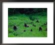 Western Lowland Gorillas Foraging In The Bai by Michael Nichols Limited Edition Print