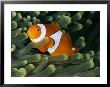 A Close-View Photograph Of A False Clown Anemonefish by Wolcott Henry Limited Edition Print