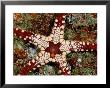 A Close-View Of A Starfish by Wolcott Henry Limited Edition Print