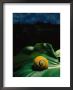 A Polymita Or Painted Snail Rests On A Large Leaf by Steve Winter Limited Edition Pricing Art Print