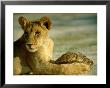 A Young Lion Holding A Leopard Tortoise by Beverly Joubert Limited Edition Pricing Art Print