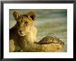 A Young Lion Holding A Leopard Tortoise by Beverly Joubert Limited Edition Print