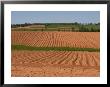 The Furrows In The Red Dirt Of The Island Produce Great Potatoes, Prince Edward Island, Canada by Taylor S. Kennedy Limited Edition Print