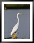 A Great Blue Heron Stands Beside A Squacco Heron by Beverly Joubert Limited Edition Print