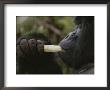 A Mountain Gorilla Feeds On A Bamboo Shoot by Michael Nichols Limited Edition Print