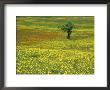 A Lone Apple Tree Stands In A Field Full Of Dandelions And Orange Hawkweed by Phil Schermeister Limited Edition Print