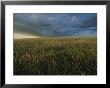 Dakota Grasslands In The Theodore Roosevelt National Park by Michael Melford Limited Edition Print