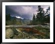 A Spawning Sockeye Salmon In A Shallow Channel by Paul Nicklen Limited Edition Print