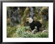 An American Bald Eagle And Young In Their Nest by Klaus Nigge Limited Edition Print