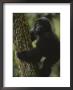 A Young Gorilla Climbs A Tree In The Virunga Mountains Of Rwanda by Michael Nichols Limited Edition Print