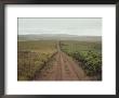 A Dirt Road Leading To The Horizon Through Rolling Grasslands by Bill Curtsinger Limited Edition Print