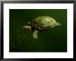 A Coahuilan Red-Eared Turtle Paddles About Laguna Del Hundido by George Grall Limited Edition Pricing Art Print
