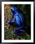 Blue Poison-Dart Frog by George Grall Limited Edition Pricing Art Print