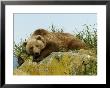Alaskan Brown Bear, Alaska, Usa by Daniel Cox Limited Edition Print