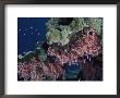 A Brightly Colored Coral Reef by Bill Curtsinger Limited Edition Print