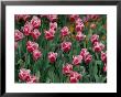 Pretty Pink Tulips With White Edges Fill A Flower Bed by Paul Chesley Limited Edition Print