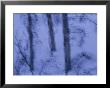 A Cold Wintry View Of Leafless Trees In A Snowy Landscape by Raymond Gehman Limited Edition Print