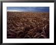 Lightning Strike In A Wheatfield by Annie Griffiths Belt Limited Edition Print