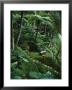 A Resort Worker Walks Up The Steps Of A Path Cut Through Dense Jungle by Eightfish Limited Edition Print