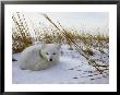 An Arctic Fox Curls Up In The Snow For A Nap by Norbert Rosing Limited Edition Print