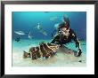 A Woman Observing A Grouper As Other Fish Swim Nearby by Bill Curtsinger Limited Edition Print