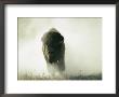 Bison Kicking Up Dust by Lowell Georgia Limited Edition Print