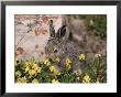 A Juvenile Arctic Hare Nibbles On Spring Flowers by Paul Nicklen Limited Edition Print