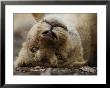 Female Asian Lion Playfully Rolls On Her Back by Mattias Klum Limited Edition Print