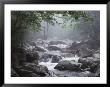 A Stream Courses Through Baxter State Park by Phil Schermeister Limited Edition Pricing Art Print