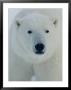 Head Shot Of A Polar Bear by Norbert Rosing Limited Edition Print