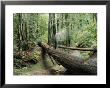 Fallen Redwood Tree And Stream by Rich Reid Limited Edition Print