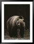 Grizzly Bear Viewed From The Front by Michael S. Quinton Limited Edition Print