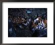 Indian Tiger With One Of Her Three Cubs by Michael Nichols Limited Edition Print