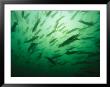 Hundreds Of Longfin Inshore Squid Head To Cape Cod To Spawn In May by Brian J. Skerry Limited Edition Print