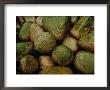 Close View Of Moss-Covered Stones In Rain by Raymond Gehman Limited Edition Print
