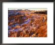 Bryce Ampitheater From Sunrise Point, Bryce Canyon National Park, Utah, Usa by Jamie & Judy Wild Limited Edition Pricing Art Print