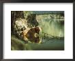 A Pet Dog Sits In The Shallow Water Of A Creek by Bill Curtsinger Limited Edition Print