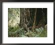 A Deer Peers Around The Trunk Of A Redwood Tree by Paul Nicklen Limited Edition Print