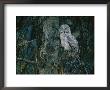 A Great Gray Owl Scouts For Prey In Yellowstone by Raymond Gehman Limited Edition Print