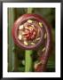 Close View Of A Tropical Fern Fiddlehead by Darlyne A. Murawski Limited Edition Pricing Art Print
