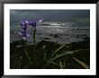 Purple Irises On Beach by Mattias Klum Limited Edition Pricing Art Print