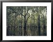 Trees Stick Out Of The Water by Bill Curtsinger Limited Edition Pricing Art Print