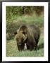 Full View Of A Massive Grizzly Bear by Michael S. Quinton Limited Edition Pricing Art Print